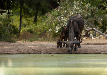 Sungani Lodge Sungani Lodge: Büffel