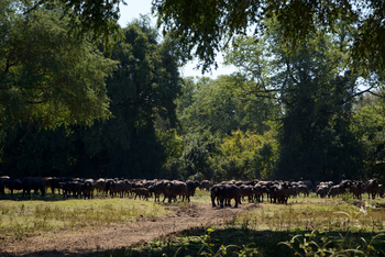 Sungani Lodge Sungani Lodge: Büffel