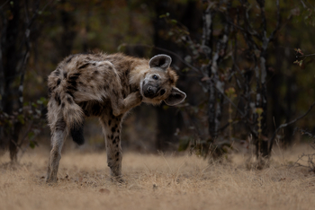 Sungani Lodge Sungani Lodge: Verdrehte Hyäne