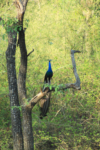 Svasara Jungle Lodge: Pfau