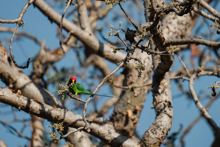 The Oberoi Vindhyavilas Wildlife Resort