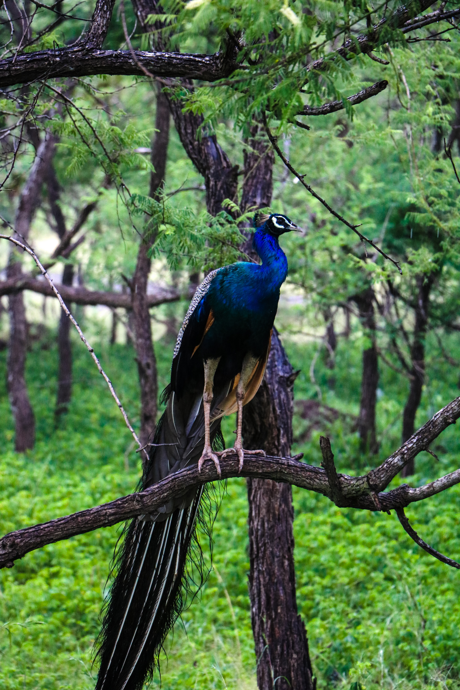 The Postcard Gir Wildlife Sanctuary The Postcard Gir Wildlife Sanctuary: Pfau