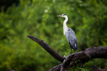 Time + Tide South Luangwa Time + Tide South Luangwa: Grey Heron