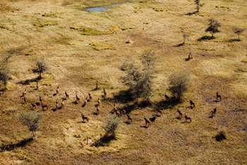 Usangu Expedition Camp: Rappenantilopen