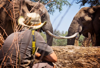 Vundu Camp Vundu Camp: Annäherung an Elefanten