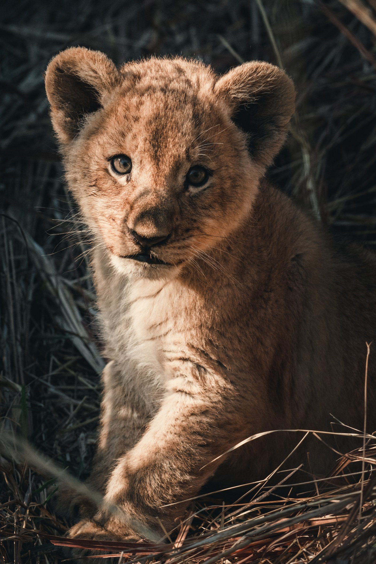 Pom Pom Camp Pom Pom Camp: Löwenbaby