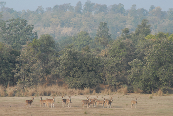 Bandhavgarh National Park: Axisherde