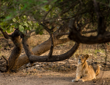 Aramness Aramness: Junger Löwe