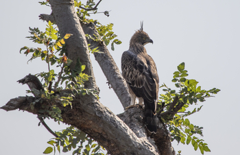 Asiatic Lion Lodge Asiatic Lion Lodge: Crested Serpent Eagle
