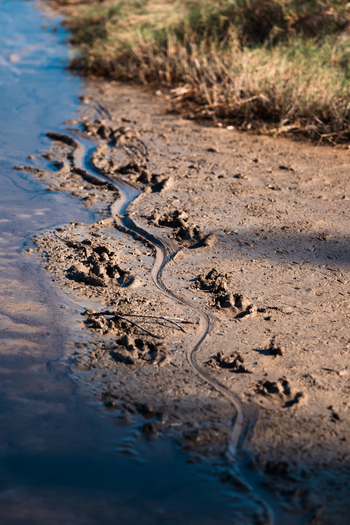 Azura Benguerra Island: Krokodilspur
