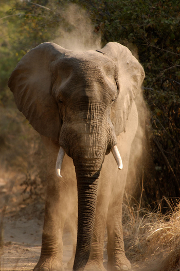 Bushcamp Company: Junger Elefant beim Staubbad