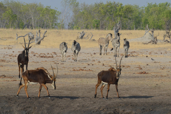 Camp Hwange: Rappenantilopen und Zebras