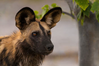 Camp Khwai: Wildhunde