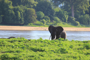 Chilo Ivory Trail Adventure: Elefant am Fluss