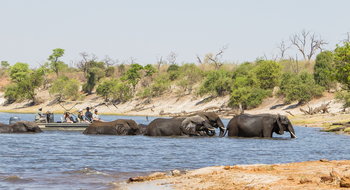 Chobe Savanna Lodge: Fluss-Safari