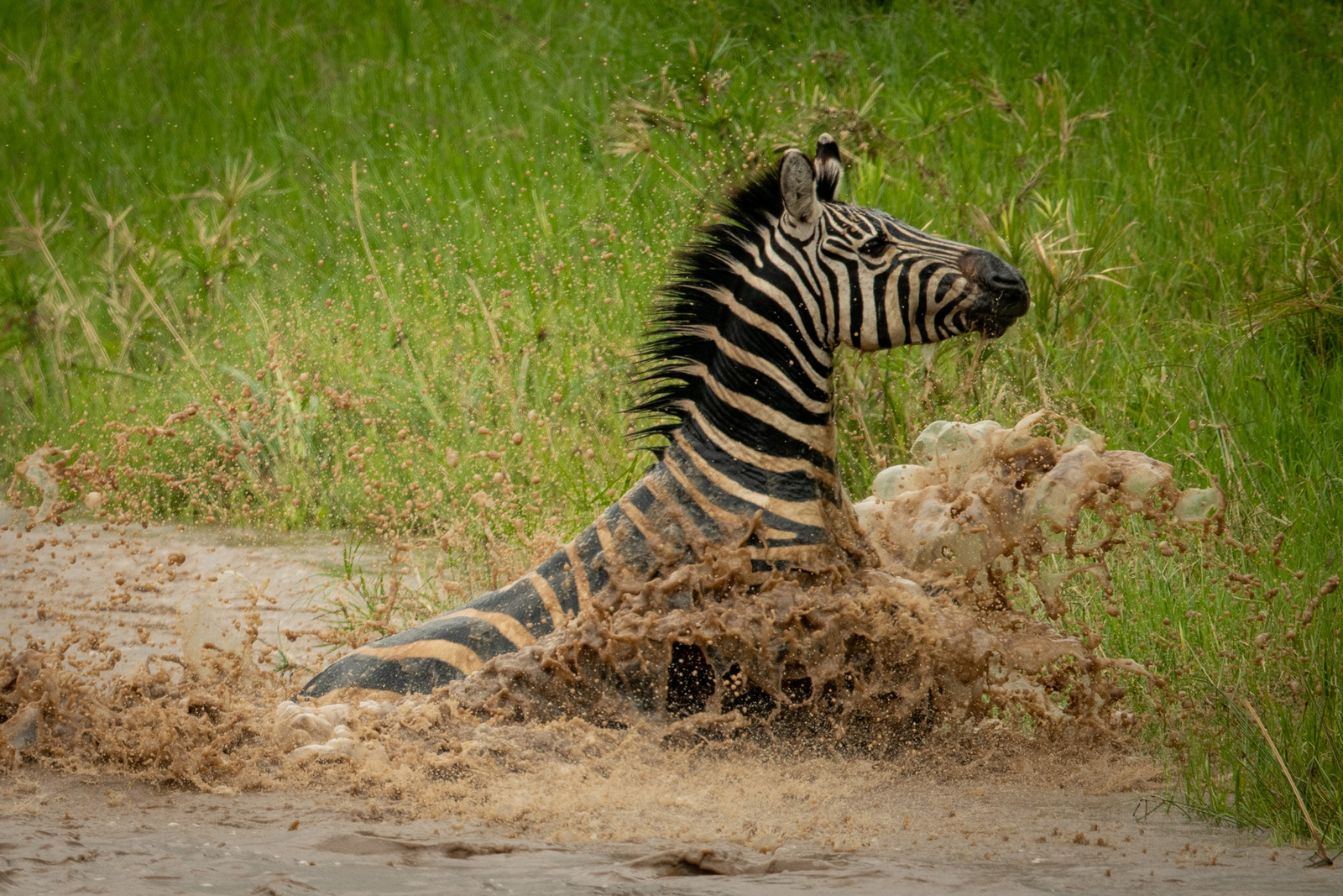 Cottar's 1920s Safari Camp Cottar's 1920s Safari Camp: Das Ufer hinauf
