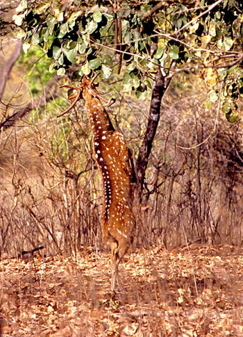 Emerald Tiger Retreat: Axishirsch