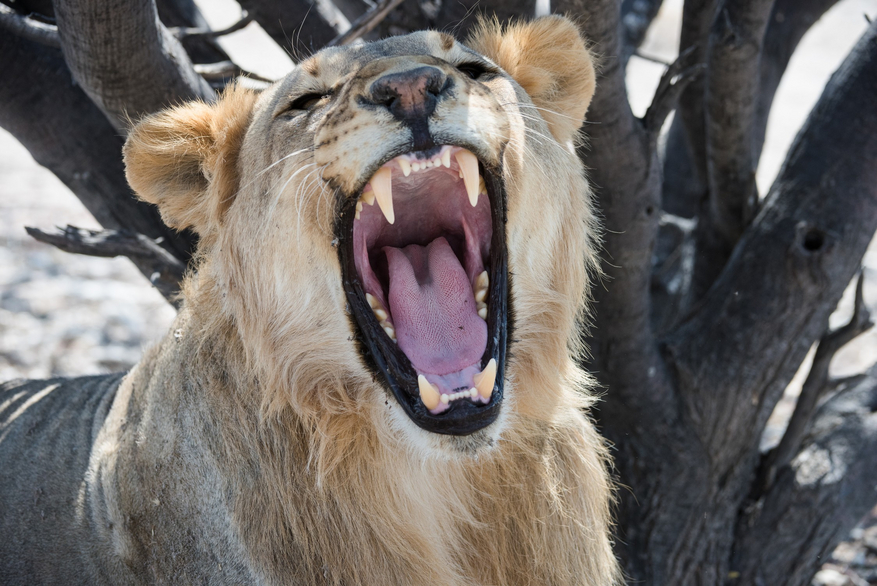 Etosha Heights Game Reserve