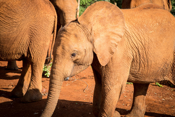 Giraffe Manor: Junger Elefant