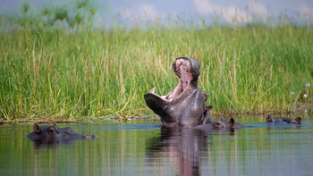 Jacana Camp: Nilpferdrachen