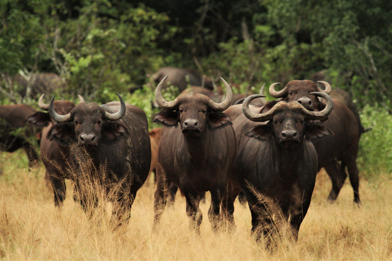 Kanga Camp Kanga Camp: Büffelherde