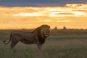 King Lewanika Lodge: Löwe