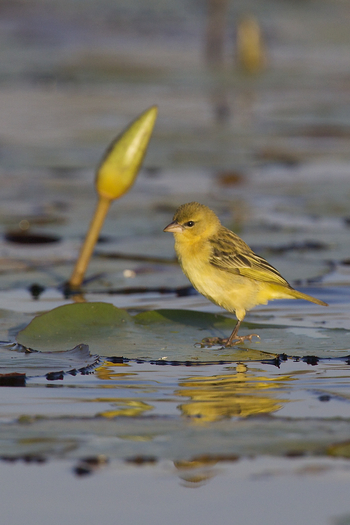 Konkamoya Lodge: Yellow Canary