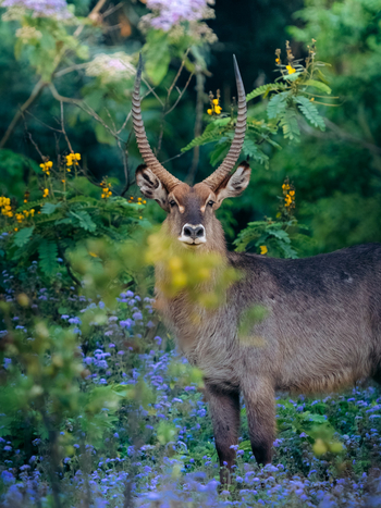 Koroi Forest Camp: Wasserbock von vorne
