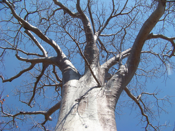 Kutandala Camp: Baobab