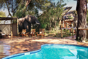 Lagoon Camp Lagoon Camp: Elefant im Camp