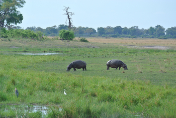 Lagoon Camp Lagoon Camp: Weidende Nilpferde