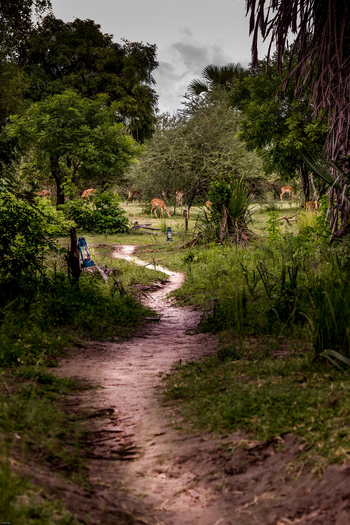 Lake Manze Camp: Impalas im Camp