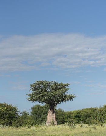 Leopard Plains: Baobab