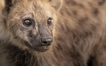 Little Governors' Camp: Junge Hyäne