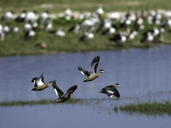 Little Makalolo Camp Little Makalolo Camp: White-faced Whistling Duck