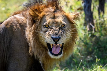 Little Vumbura Camp: Warnung