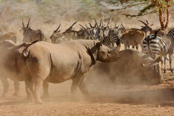 Mkomazi Wilderness Retreat: Spitzmaulnashorn in staubiger Wildnis