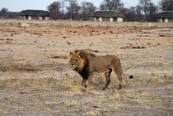 Nxai Pan Camp: Löwe vor den Chalets