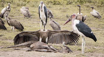 Olakira Migration Camp: Geier und Marabu