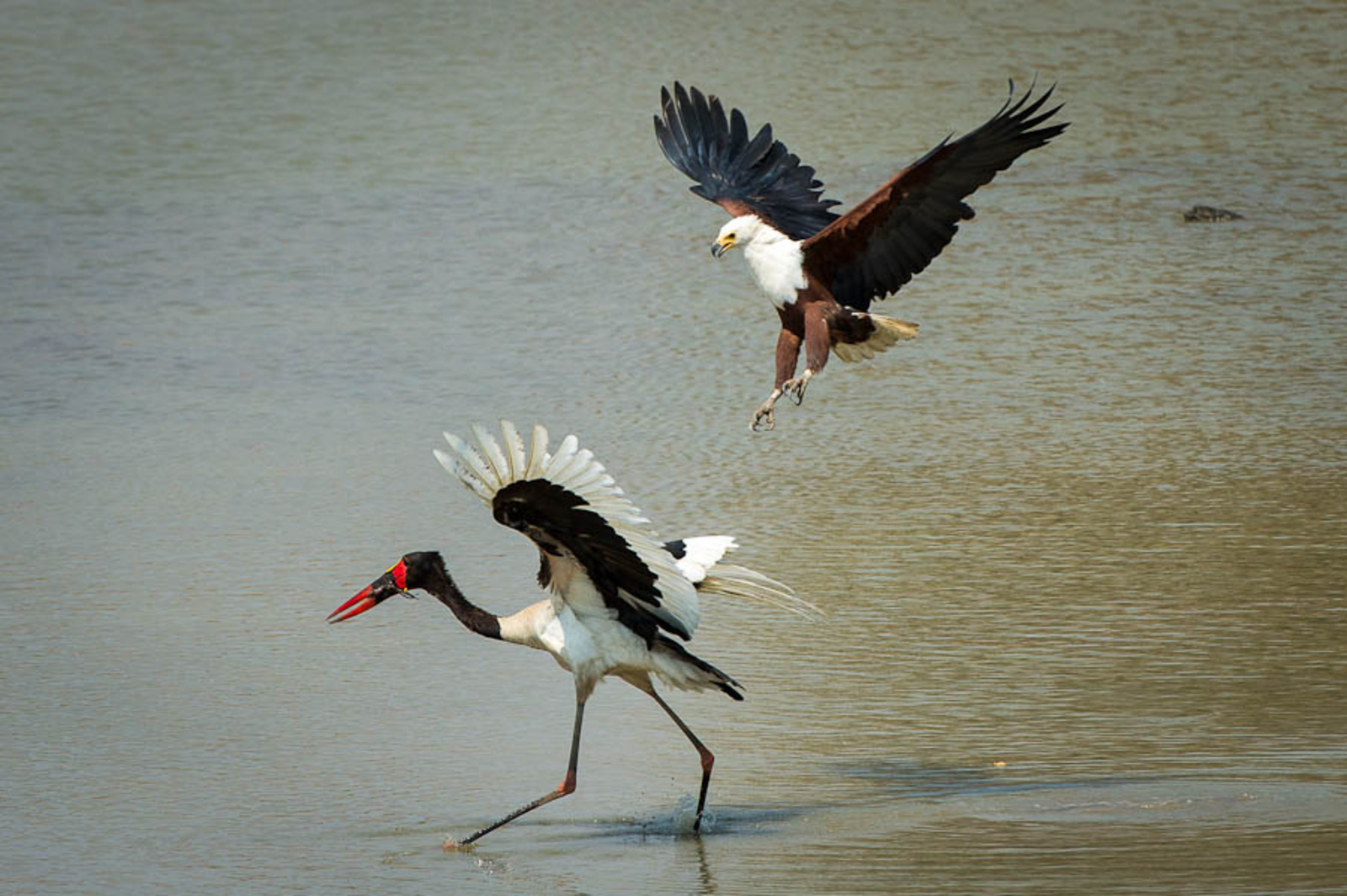 Robin Pope Safaris Robin Pope Safaris: Angriff auf Sattelstorch