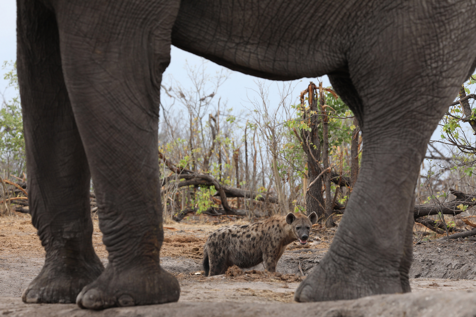 Sable Alley Camp Sable Alley Camp: Tüpfelhyäne