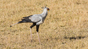Saruni Eagle View Saruni Eagle View: Sekretär