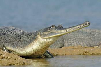 Sawai Vilas: Chambal Sanctuary - Gharial