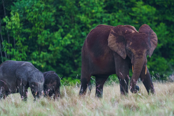 Sette Cama Eco Camp: Waldelefanten