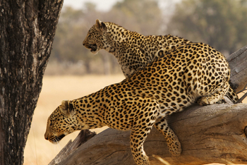 Shinde Footsteps Shinde Footsteps: Leoparden