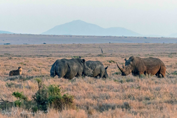 Sirikoi Lodge Sirikoi Lodge: Nashörner und Hyäne