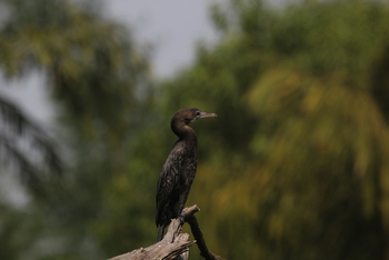 Tathastu Resort Pench: Little Cormorant
