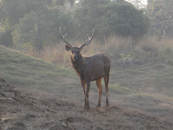 Tathastu Resort Satpura: Sambar-Hirsch