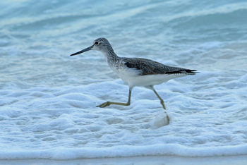 The Manta Resort: Grünschenkel