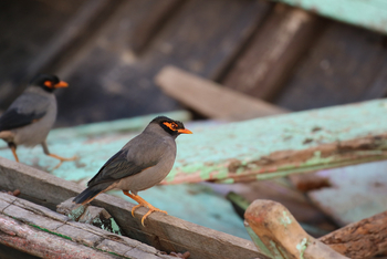 Varanasi: Common Myna